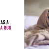 Funny Dogs