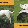 Funny Dogs