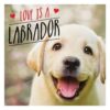 Love is a Labrador